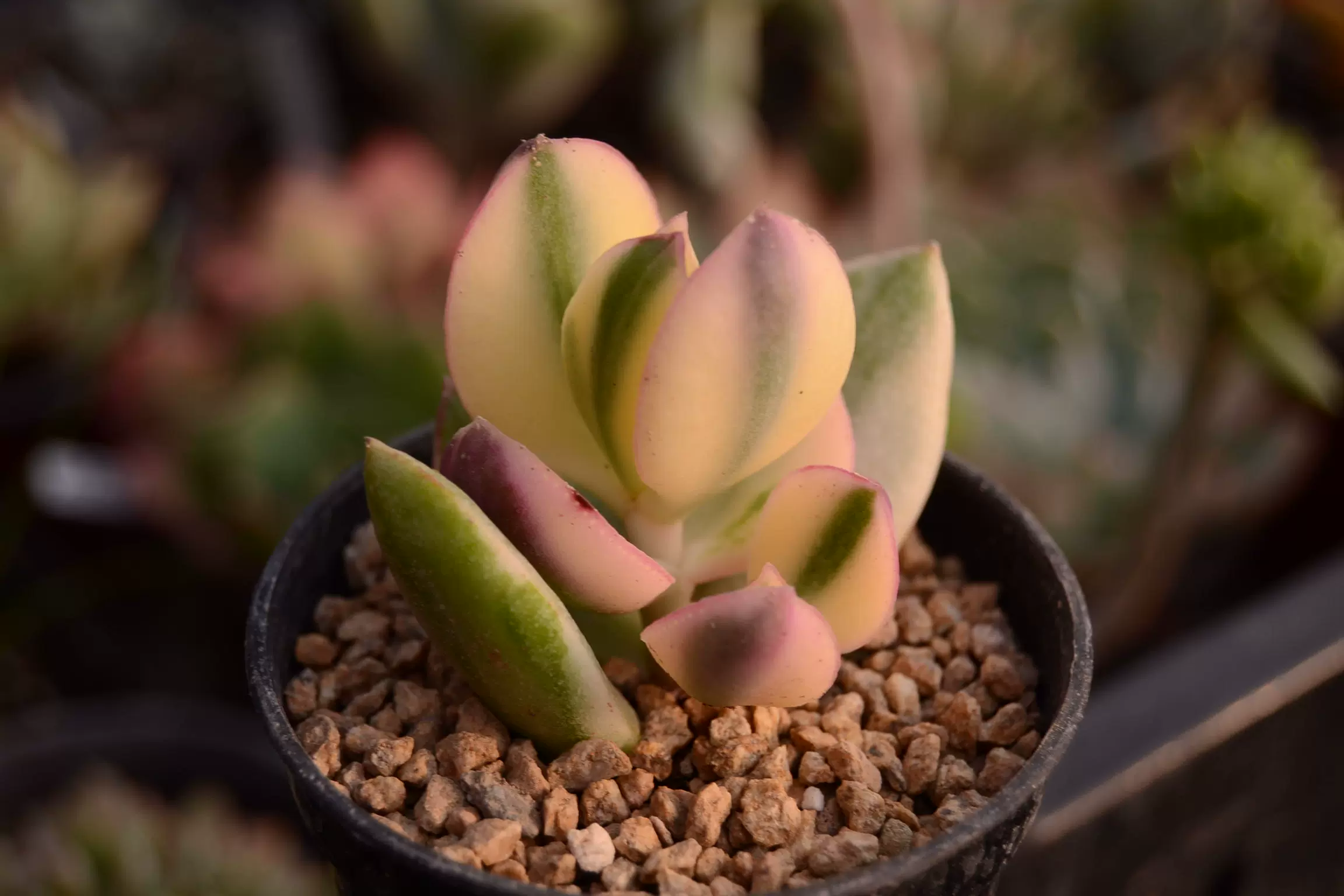 新花月锦三色花月锦黄金花月景天一物