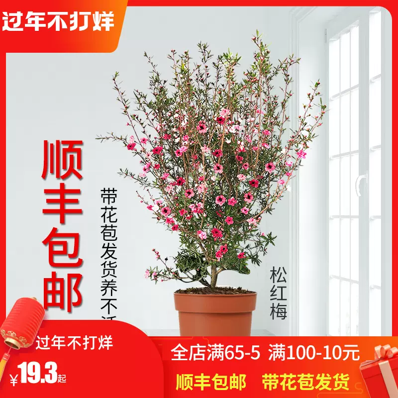 新品松红梅盆栽一树多色澳洲梅花松雪梅重瓣好