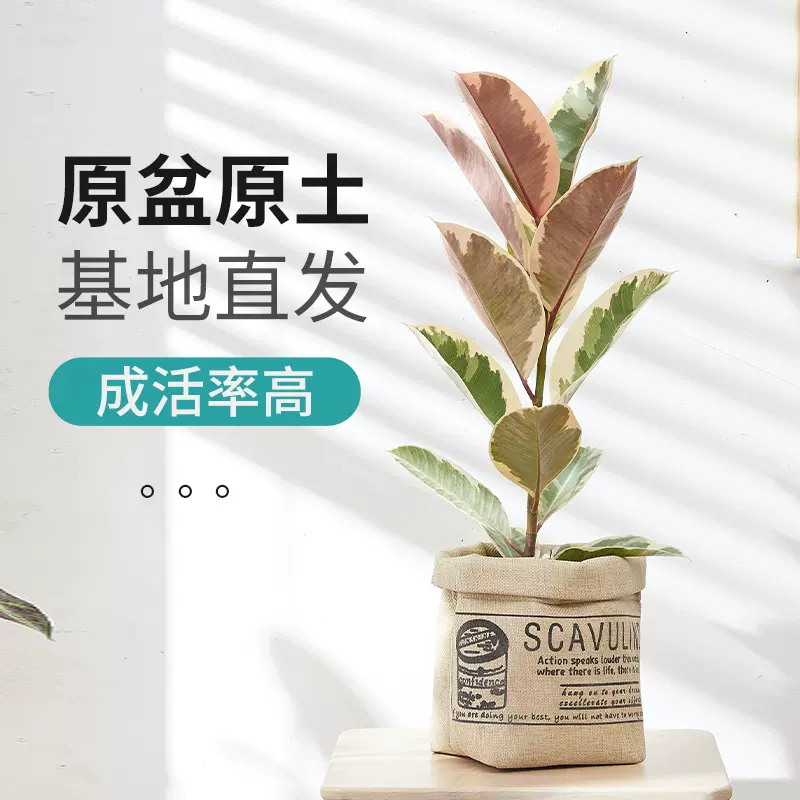 橡皮树盆栽植物室内花叶红关公花金刚阳台客厅常绿观