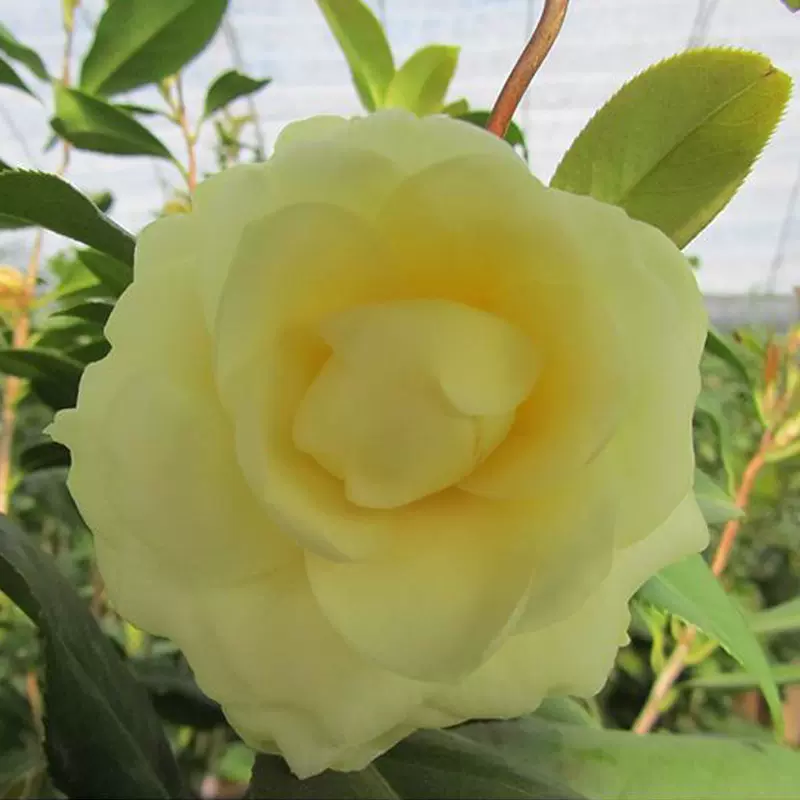 正黄旗茶花树苗盆栽日本进口名贵格蕾丝班水屋茶花美国稀有