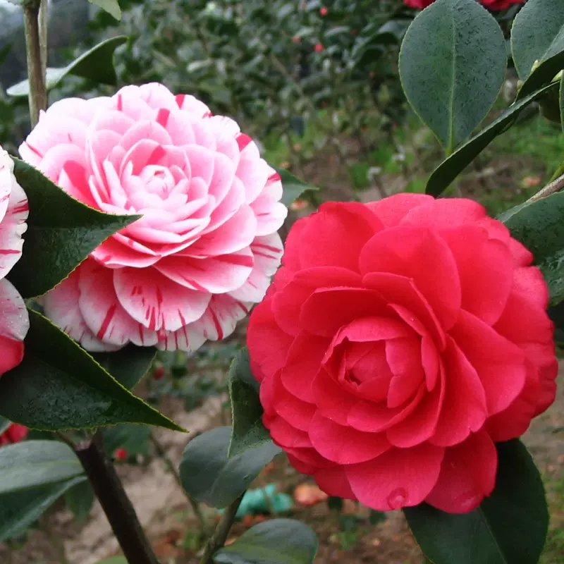 五色赤丹一树多色茶花山茶花树苗盆栽带花苞阳台庭院花卉