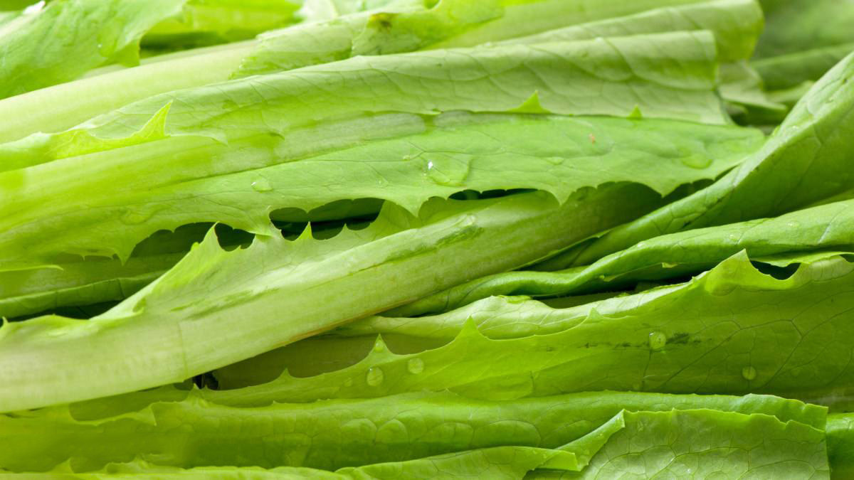 总之,生菜,莴笋,油麦菜都是莴苣的后代,生菜,莴笋又有了好多后代,都