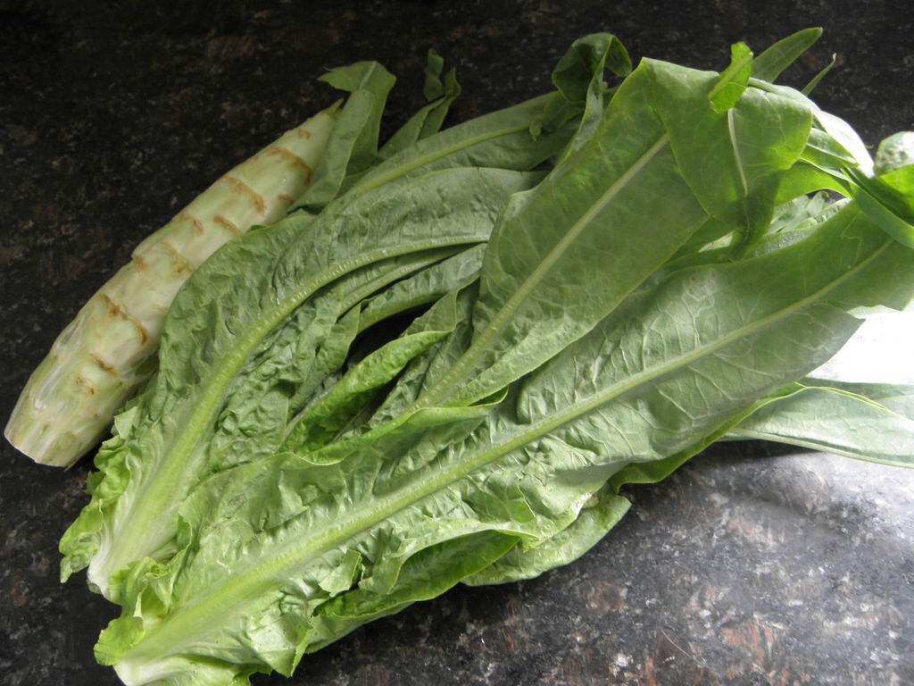 生菜油麦菜莴笋其实都是一种菜