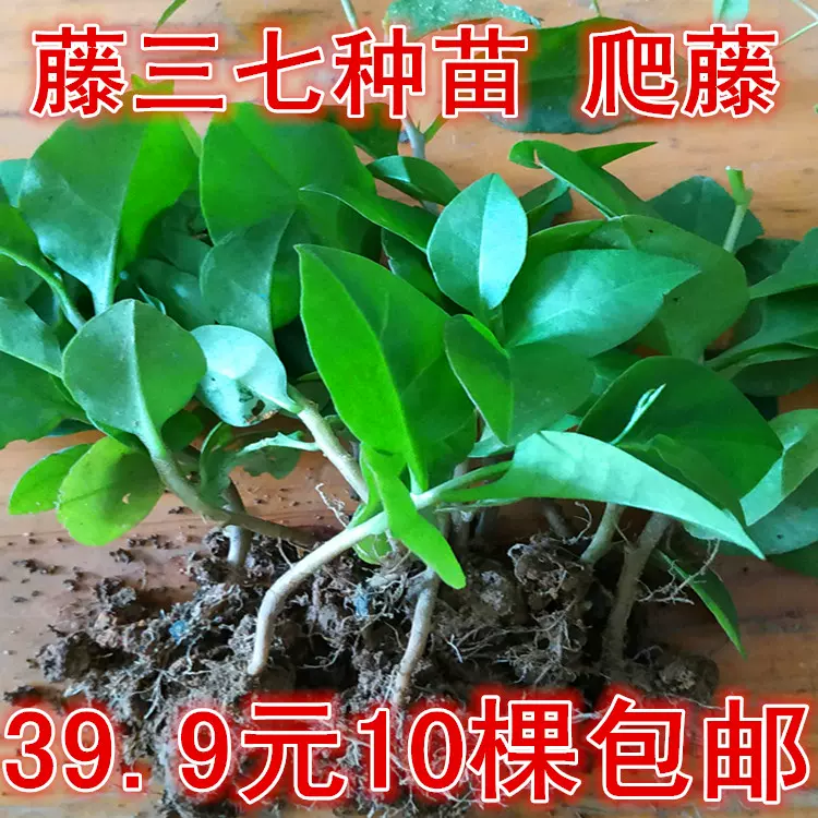 盆栽食用藤三七苗金不换田七树苗种根种子爬藤植物