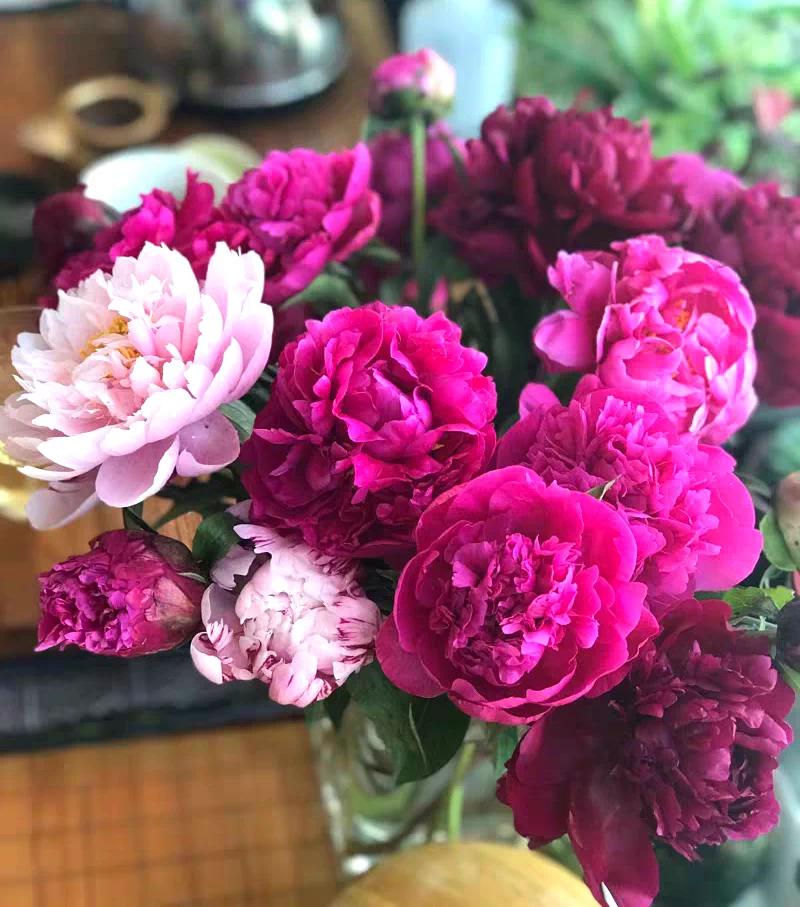 牡丹鲜花芍药鲜花牡丹鲜切花芍药鲜切花芍药手捧花束牡丹家庭