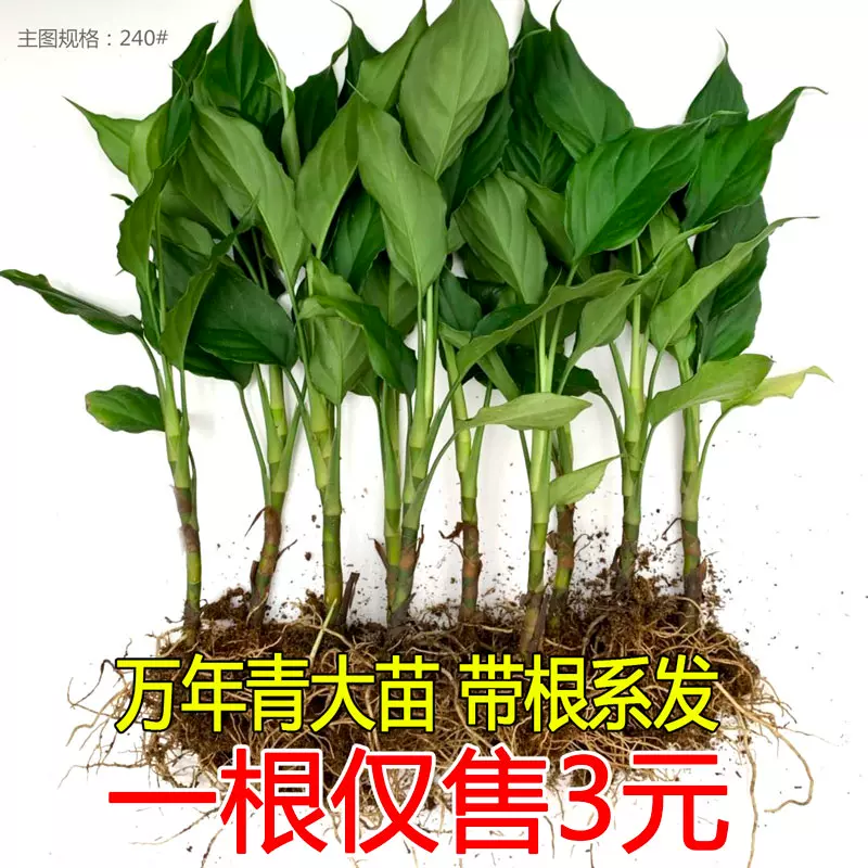万年青苗盆栽水培植物室内净化空气四季常青办公室吸甲醛绿