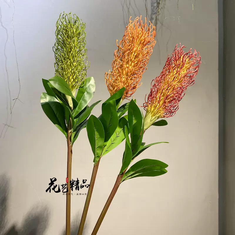 南非多肉植物仿真狐尾草針墊花風火輪花年宵