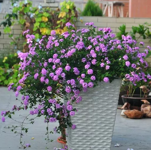 花壇綠化帶植物紫花蔓性馬纓丹苗庭院陽臺盆栽圍牆花