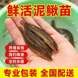 
Fresh loach seedlings for feeding pets, fishing arowana live bait, turtle feed, breeding freshwater ornamental fish live seedlings
