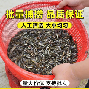 Loose seedlings Freshly fed pets fishing arowana live bait Turtles Feming loach breeding freshwater ornamental fish fishing