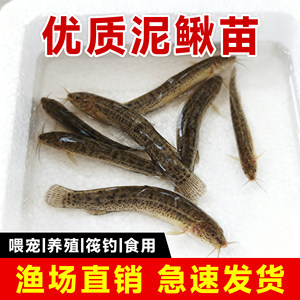 
Fresh loach seedlings for feeding pets, fishing arowana live bait, turtle feed, breeding freshwater ornamental fish live seedlings