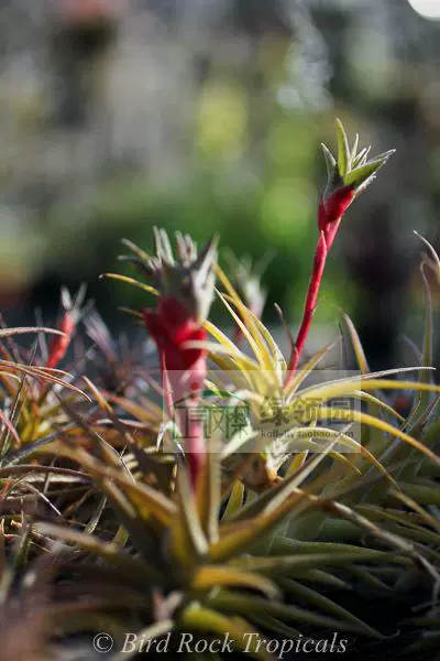 展示空凤鸟岩tillandsia Latifolia V Latifolia 花梗芽型迷你