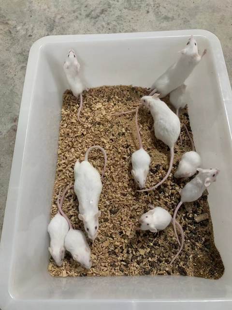 Little white rats red skin milk mouse powder white cream feed climbing ...