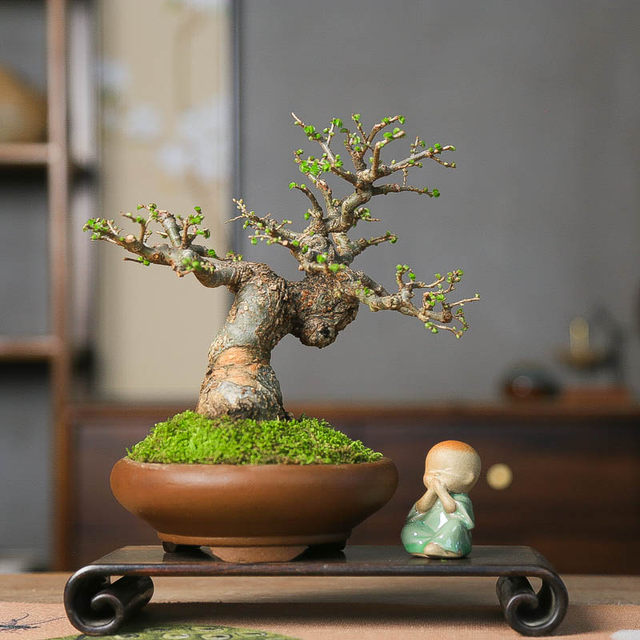 Orphan small leaf elm dwarf sketch miniature leaf viewing old pile bonsai indoor home desktop four seasons ornaments