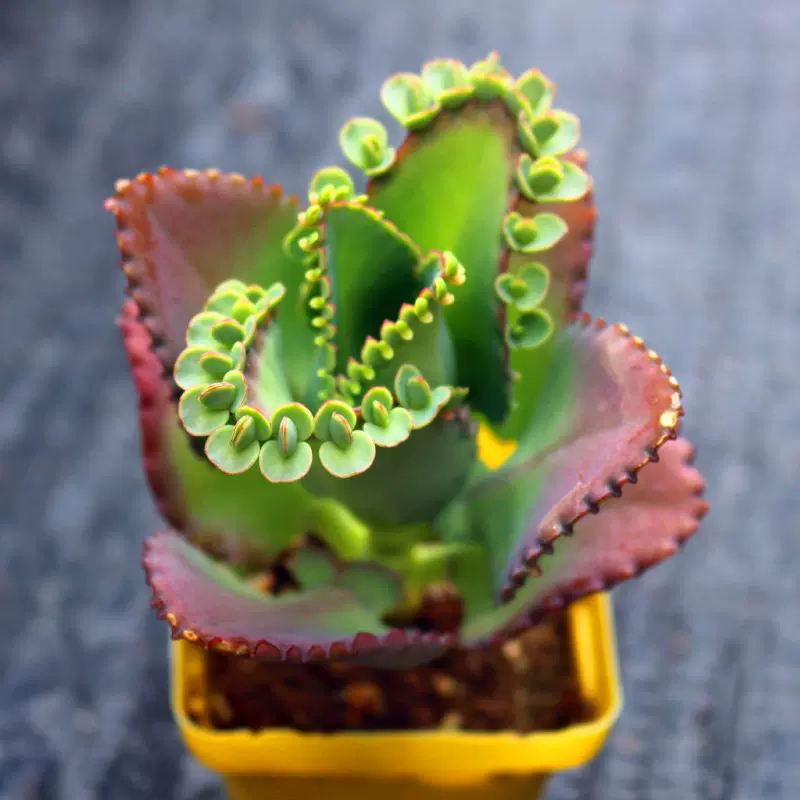 蕾絲公主不死鳥多肉植物非常好養稀有品種綠植桌面防輻射盆栽 蕾絲公主不死鳥多肉植物非常好養稀有品種綠植桌面防輻射盆栽