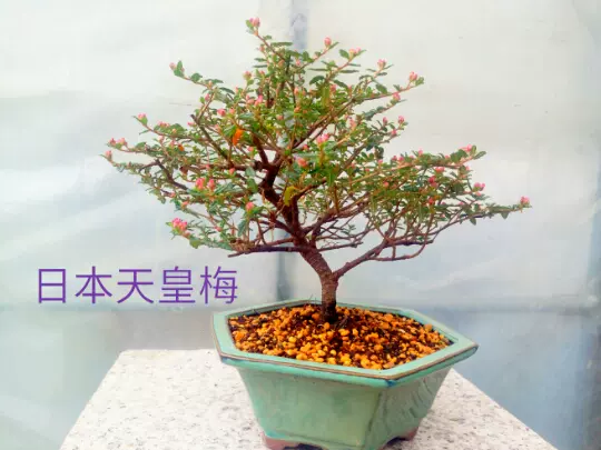 日本天皇梅是植株緊湊葉子細小耐看花朵密集精緻是盆栽新品-Taobao