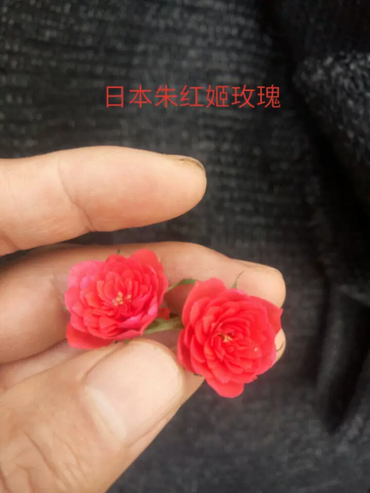 日本紅花姬薔薇花葉精緻一年四季開花不斷非常適合做盆栽