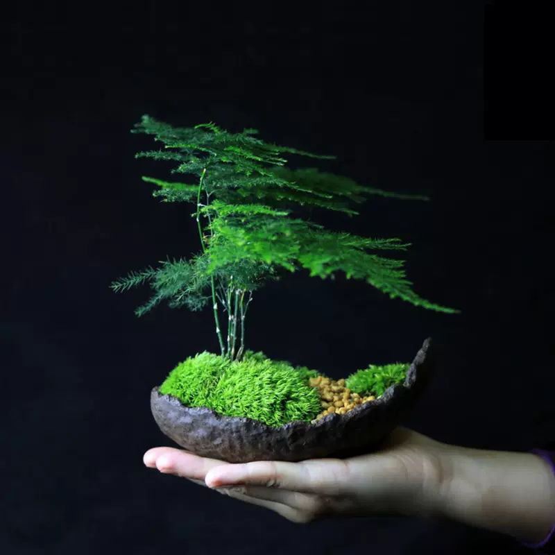 文竹盆栽室内桌面耐阴好养办公室创意日式小盆景茶桌茶台茶室植物 Taobao 文竹盆栽室内桌面耐阴好养办公室创意日式小盆景茶桌茶台茶室植物 Taobao