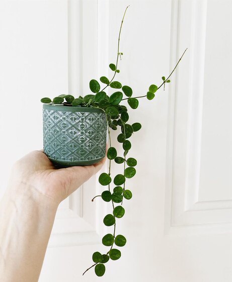 Original creek original creeping ball balcony room indoor mini potted hanging plant