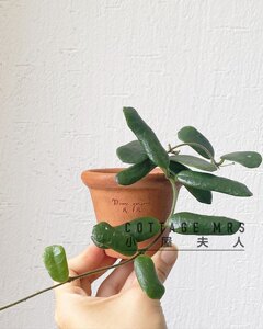 Xiaofang Leaf Ball Lan Lan's hot aroma, good square leaf thick indoor selected potted green plant flowers
