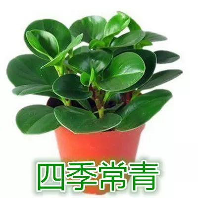 桌面盆栽-青叶碧玉-豆瓣绿净化空气吸甲醛水培土培四季常青-Taobao