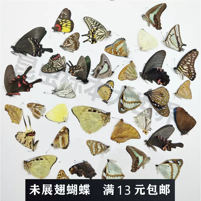 天然真蝴蝶標本未展翅各種原蝶雜蝶 昆蟲甲蟲幼兒園教學收藏 包郵-Taobao