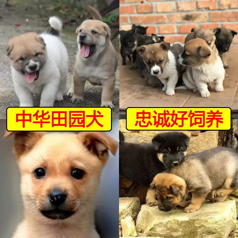 純種土狗幼犬長不大小型犬小狗活物中華田園犬大型犬純黑狗大黃狗 Taobao