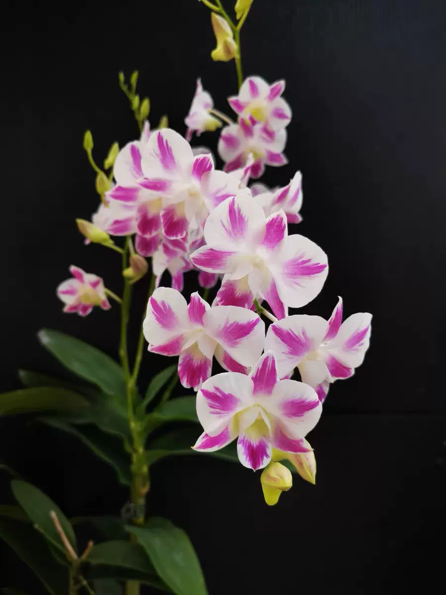 Katsukawa Shunshō 勝川春章 | Mirror of the Beauties of the