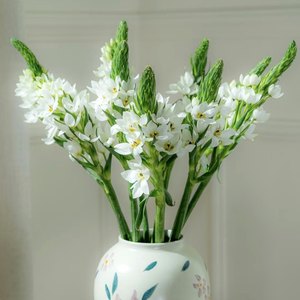 
White Sacred Heart Lily fresh-cut water-raised bird plum indoor hydroponic decoration living room flower arrangement table Yunnan straight hair