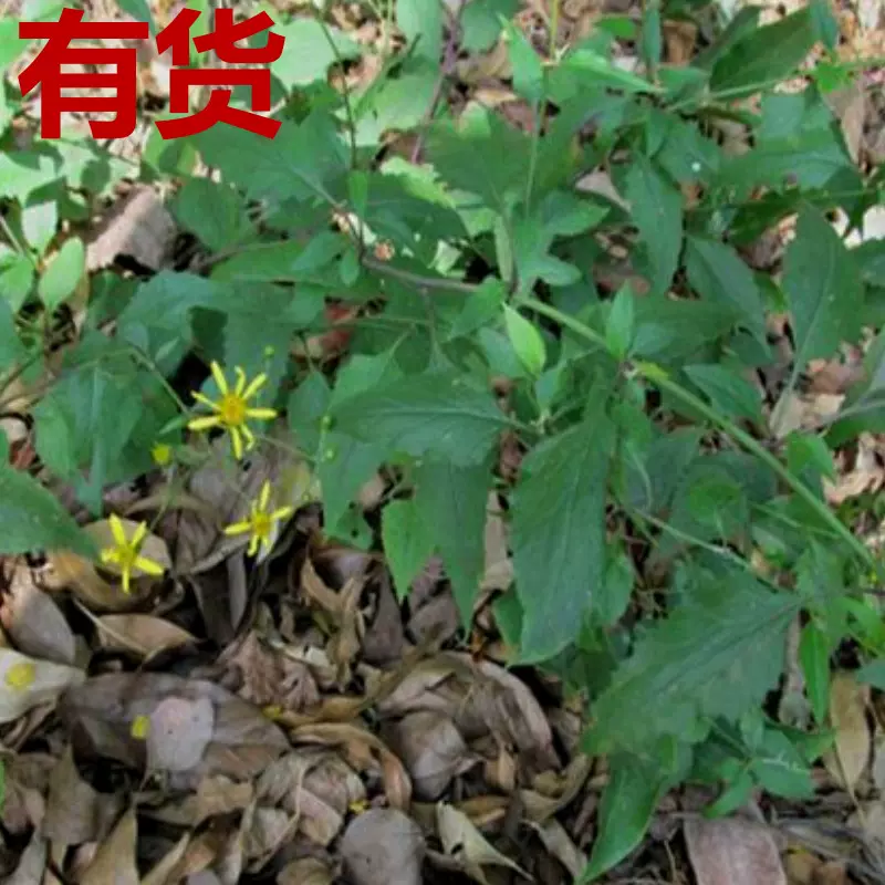 千裏光九裏明蔓黃菀箭草青龍梗木蓮草野菊花