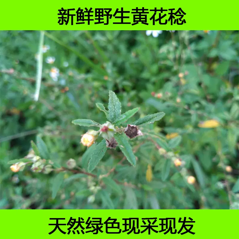 新鲜现采白背黄花稔黄花地桃花地膏药拔毒散黄花