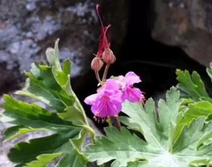 现夕园臻 品稀有野生大根老鹳草精油2ml增加复方油功效bi 备油