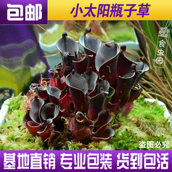 Little Sun h.minor carnivorous plant potted green plant