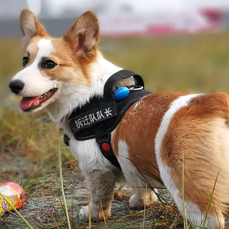 狗狗牵引绳柯基法斗小型中型犬狗绳背心式外出 狗狗牵引绳柯基法斗小型中型犬狗绳背心式外出