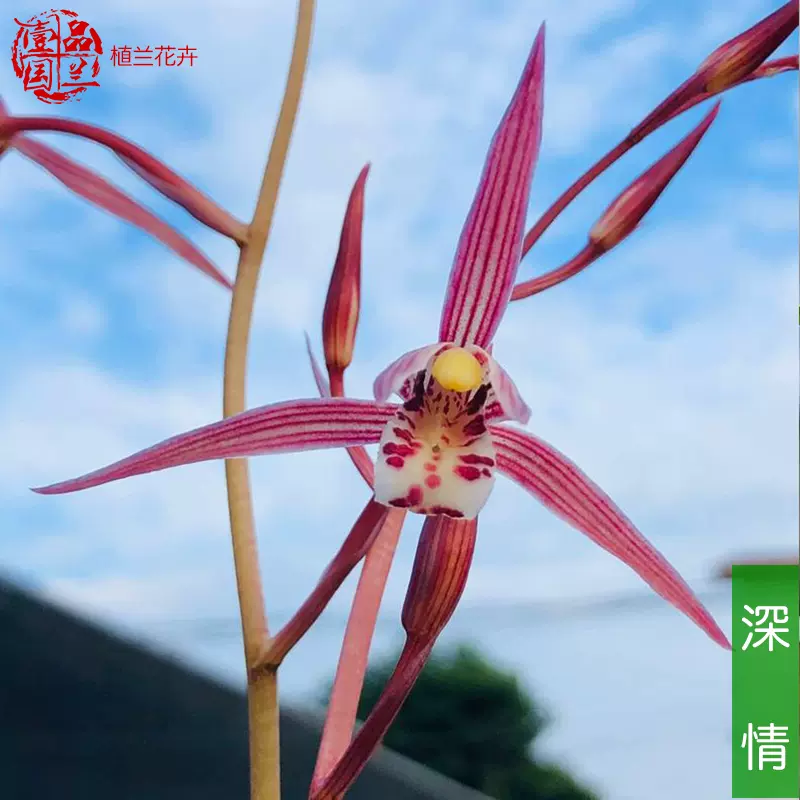 寬葉寒蘭11 1月花期深情紅蘭花苗鮮明帶掃尾藝花卉盆栽