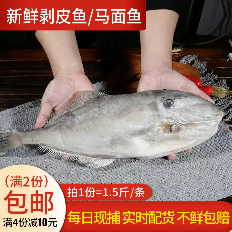 當天海捕剝皮魚現撈馬面魚1份1 5斤1條新鮮橡皮魚需要大的聯繫客