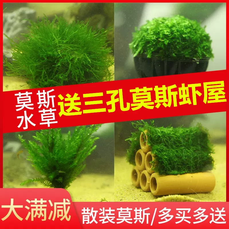 懒人活体造景水草莫斯水草散装阴性珊瑚美淡水鱼缸植物