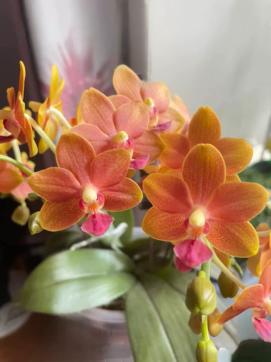 【茶道具　栗原　豊生造　金彩ガラス花瓶（共箱）】 納屋宗淡宗匠好在判箱淡交五十周年 桑彫交銀杏香合 (共箱)二代