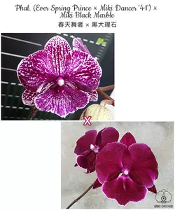 black butterfly orchid Latest Best Selling Praise Recommendation