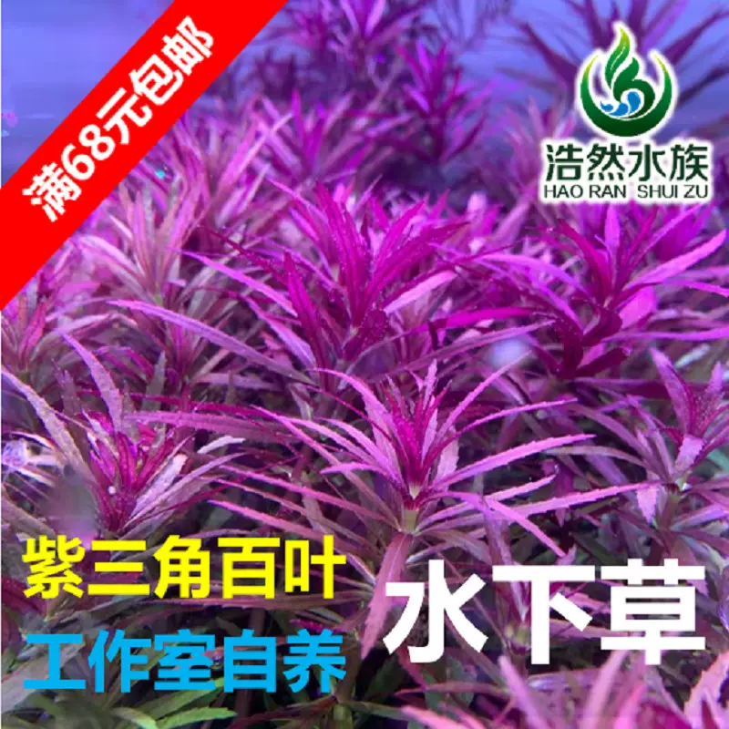 紫三角水草紫三角百葉水下草陽性水草浩然水族促銷滿68包