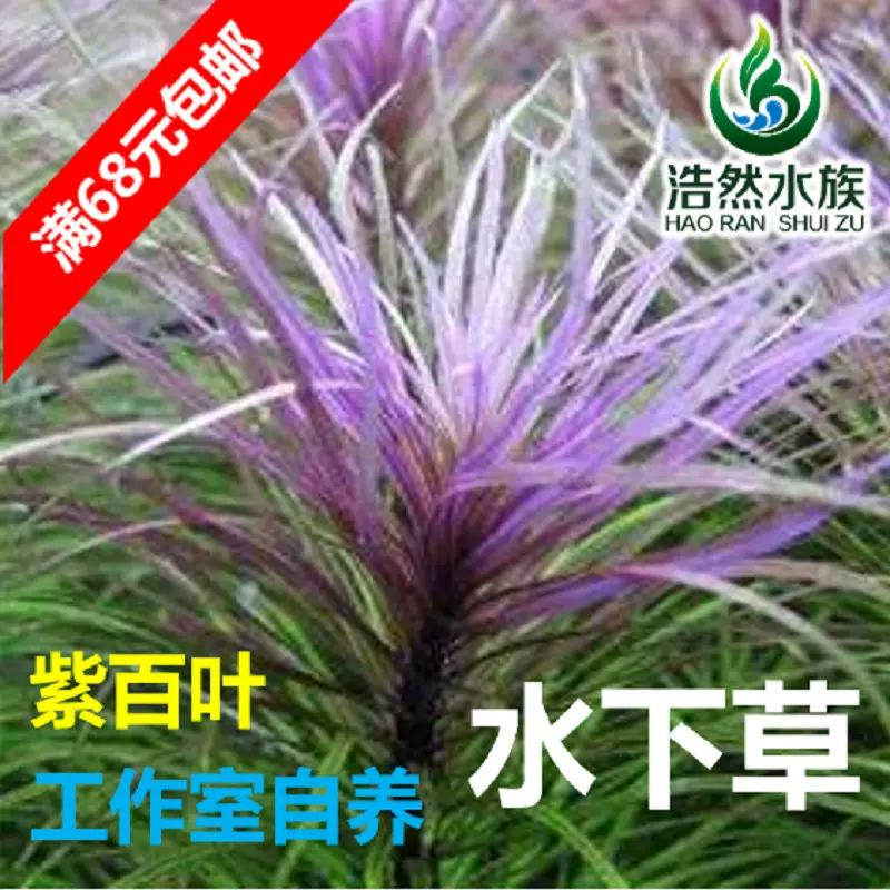 紫百葉水草水下草中後景草陽性水草真水草浩然水族滿