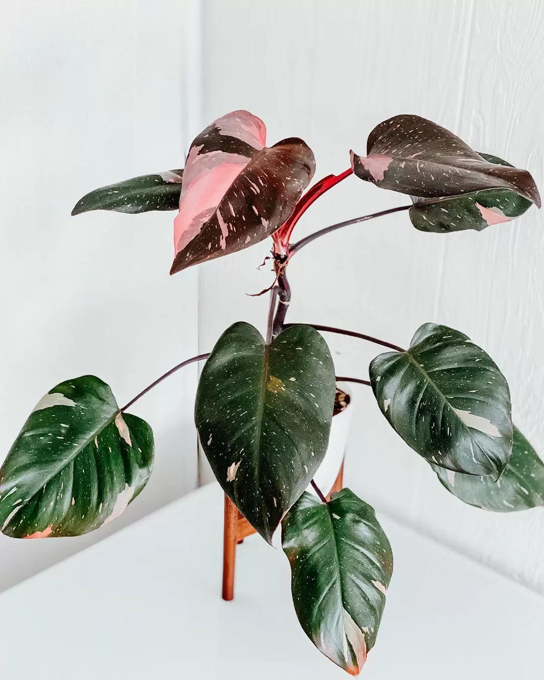 现货--- Philodendron 'Pink Princess' 粉公主蔓绿绒/热植-Taobao