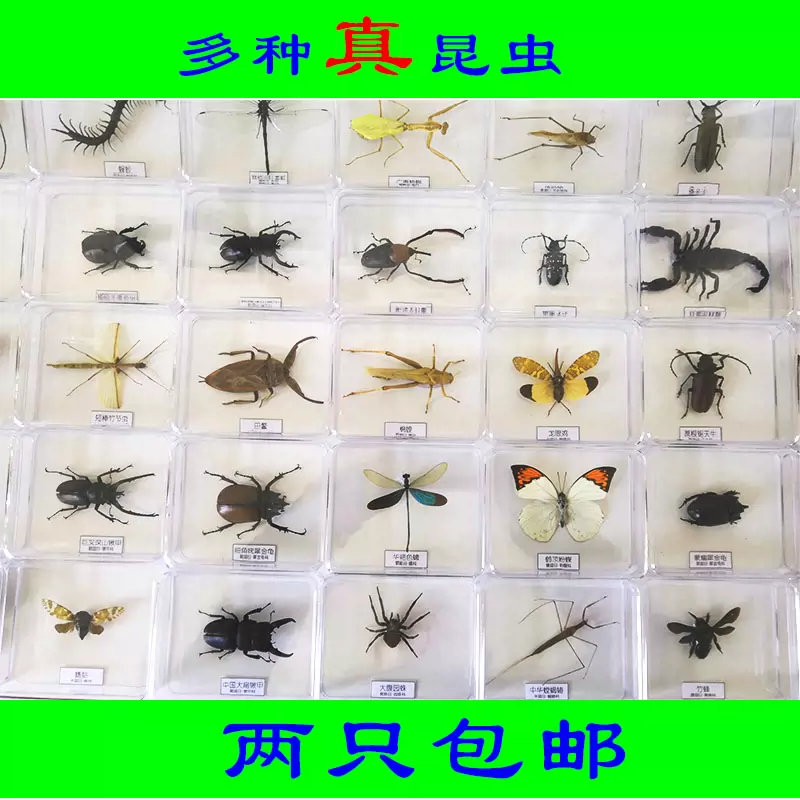 昆虫标本 蝴蝶标本 透明盒包装昆虫蝴蝶标本 幼儿园学校教具-Taobao