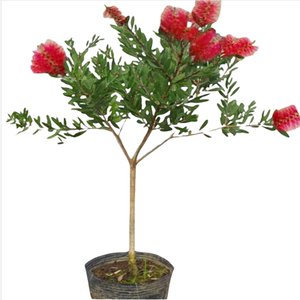 
Red Melaleuca potted garden green seedlings saplings bottle brush tree string Qianliu Meihua red Melaleuca saplings villa