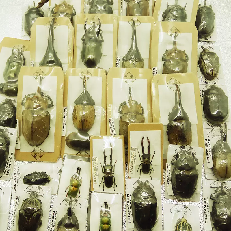 多品种系列昆虫甲虫标本自然教育科普收藏②区四方虫业-甲虫宠物-Taobao 