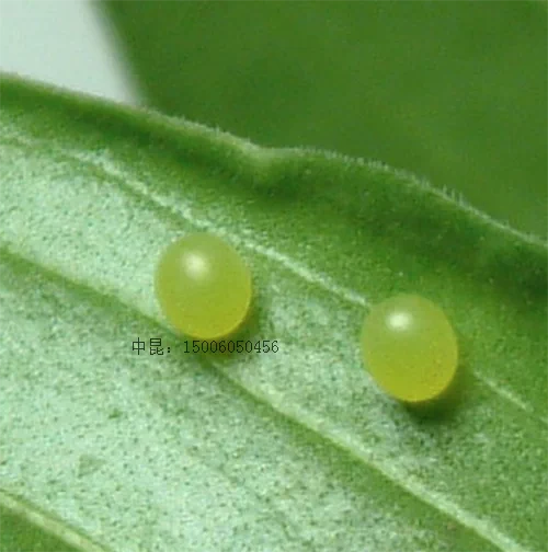 夹竹桃天蛾活体蛾幼虫蛾卵蛾蛹毛毛虫蚕宝宝糖