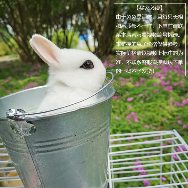 Little rabbit live dwarf rabbit mini teacup rabbit live purebred Dutch ...
