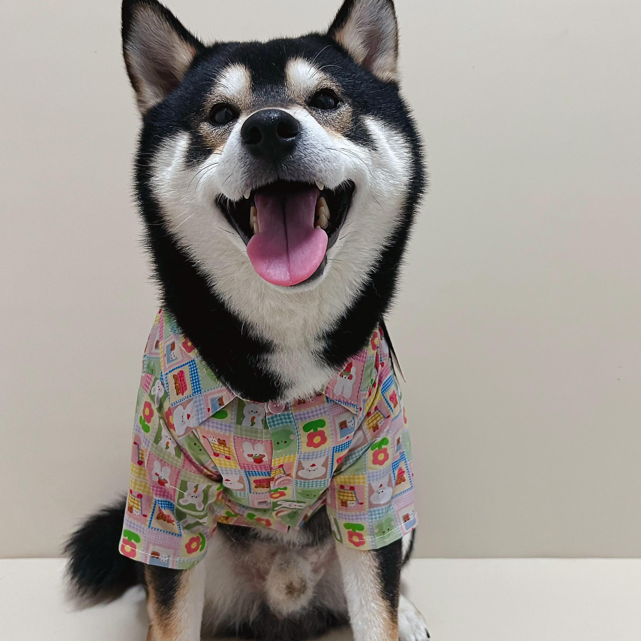 tawneybear衣服小狗狗雪纳瑞马尔济斯衣服夏中小型薄款可爱花衬衫