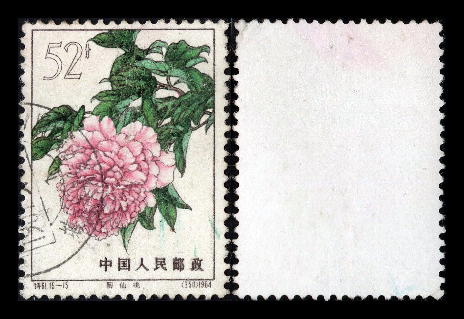 特61牡丹上品-淘宝逛一逛
