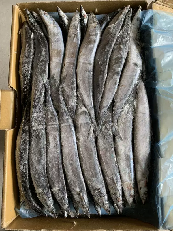 壽司料理冷凍秋刀魚毛重10kg一箱一斤約四條新鮮活魚